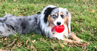 cindy pet sitter à MONTIGNY LE BRETONNEUX 78180_0