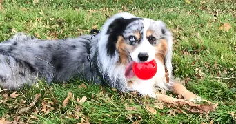 cindy pet sitter à MONTIGNY LE BRETONNEUX 78180