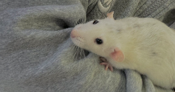 kenza pet sitter à ROSNY SOUS BOIS 93110_4