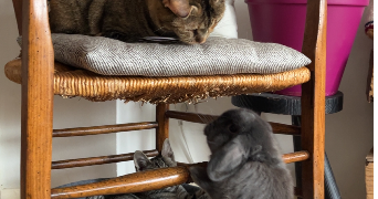 charlotte pet sitter à BAILLEUL 59270_1