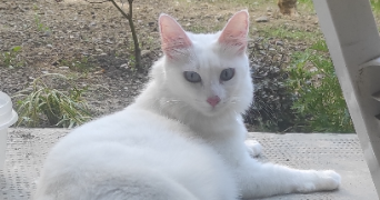 charlotte pet sitter à ECQUEVILLY 78920_3