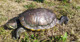 suzanne pet sitter à THIAIS 94320_5