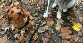 maelys pet sitter à LA LIMOUZINIERE 44310_5