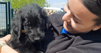 sterenn pet sitter à LA CHAPELLE PALLUAU 85670_1