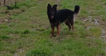 alice pet sitter à VERTOU 44120_2