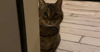 alix pet sitter à TOULOUSE 31500_6