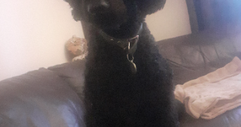 marina pet sitter à PARIS 17 75017_9