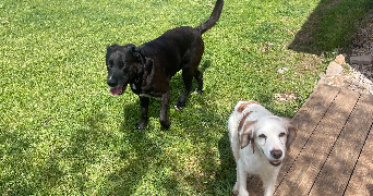 selma pet sitter à LORGUES 83510_5