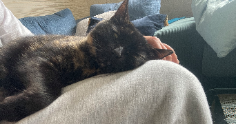 nina pet sitter à ACIGNE 35690_2
