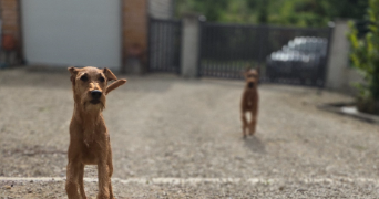 bryton pet sitter à CIREY SUR VEZOUZE 54480_1