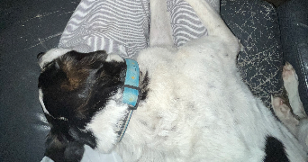 lise pet sitter à Gournay-sur-Marne 93460_5