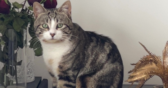 adriana pet sitter à SARAN 45770_2