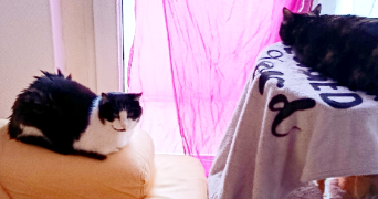 christelle pet sitter à Gambsheim 67760_7