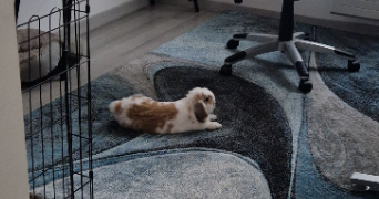 laureanne pet sitter à BALLON ST MARS 72290_2