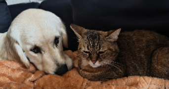 coralie pet sitter à ST LEGER AUX BOIS 60170_1
