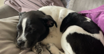 maelys pet sitter à AVAILLES EN CHATELLERAULT 86530_1