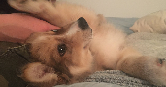léa pet sitter à MONT ST AIGNAN 76130_6