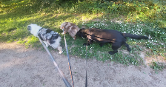 eva pet sitter à ELANCOURT 78990_5