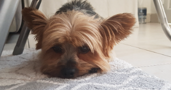 camille pet sitter à HODENC L EVEQUE 60430_5