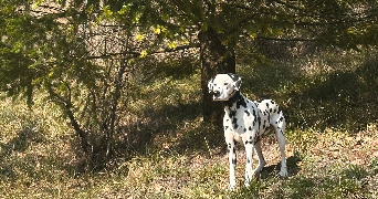 léa pet sitter à MALAUNAY 76770_0