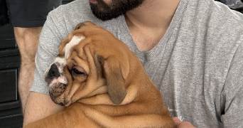 romuald pet sitter à LANEUVEVILLE DEVANT NANCY 54410_2