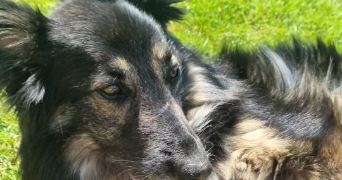 lisa pet sitter à GEVEZE 35850_3