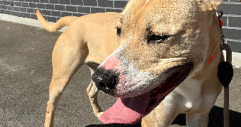 isalyne pet sitter à ST ETIENNE DU ROUVRAY 76800_4