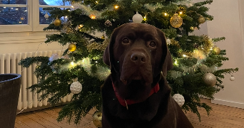 emma pet sitter à AMIENS 80000_4