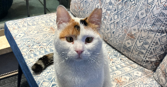 crapart pet sitter à CRETEIL 94000_1