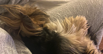lucille pet sitter à CLERMONT FERRAND 63000_1