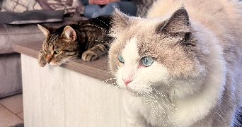 valentin cat sitter à BAPAUME 62450_3