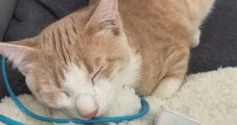 manon pet sitter à REIMS 51100