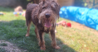 clémentine pet sitter à EYBENS 38320_6