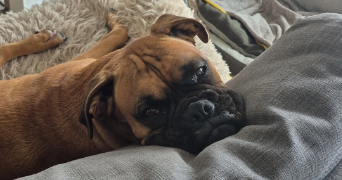 charline pet sitter à VIGNEUX SUR SEINE 91270_3