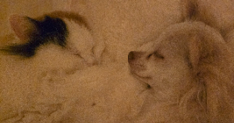 ynes pet sitter à CARENNAC 46110_4