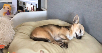 aela pet sitter à GARDANNE 13120_1