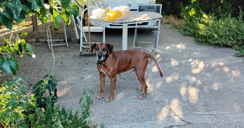 christine pet sitter à CORNEILLA DEL VERCOL 66200_3