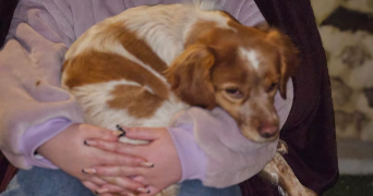 tatiana pet sitter à CHARTRES 28000_2