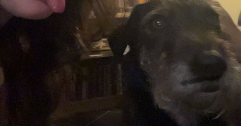 salomé pet sitter à VIUZ EN SALLAZ 74250_1