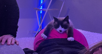 lili-jeanne pet sitter à PLOUGASTEL DAOULAS 29470_3