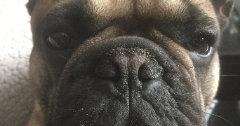 gabin pet sitter à LYON 01 69001_1