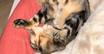 chloé pet sitter à PUTEAUX 92800_2