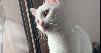 marine pet sitter à BOBIGNY 93000_2