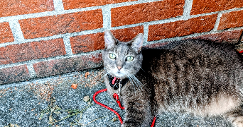 caroline pet sitter à LAMBERSART 59130_2