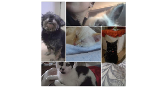 diana pet sitter à PARIS 17 75017_3