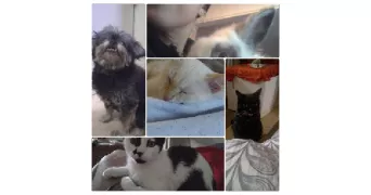 diana pet sitter à PARIS 17 75017