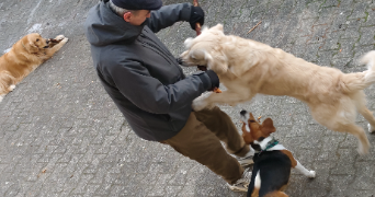 natchasorn dog sitter à MOLSHEIM 67120_8