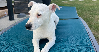 flavie pet sitter à LARCAY 37270_2