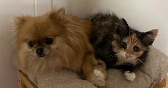 lena pet sitter à COMBREUX 45530
