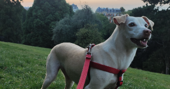 lucille pet sitter à BOURGES 18000_2